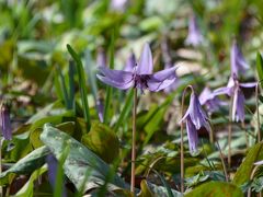 見頃のはずが・・・今年は不作だったかたくりの花　　