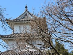 明石公園の桜