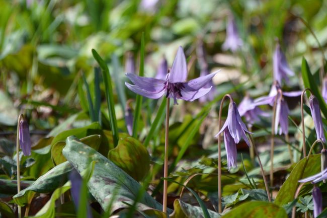 見頃のはずが・・・今年は不作だったかたくりの花　　