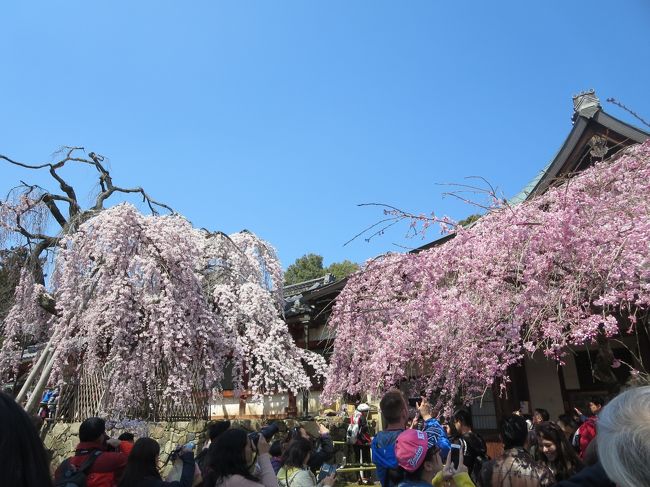 今日は、投薬日なので、奈良公園からバスで１０分ほどの病院へ♪<br /><br />近鉄奈良駅から、バスに乗って向かっていると、氷室神社の枝垂れ桜が満開ヽ(^o^)丿<br />そうだ！ソメイヨシノよりも、早いんですよ！！！<br />しかも、真っ青な青空広がる天気♪<br /><br />「帰りに、ここ来ようね！！！」<br /><br />母と、決めました！<br /><br />今日は、もともと来ようと思っていた、興福寺仮金堂での特別展「阿修羅」も一緒に、廻ってみます(^_^)v