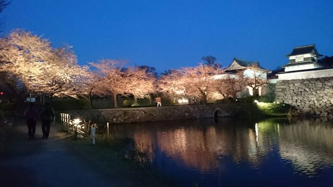 ただ今、福岡市の大濠公園の「第八回福岡城さくらまつり」に孫と一緒に来ています。<br />例年ですと既に満開の時期を過ぎているのですがまだまだの開花状況でした。<br />開催期間も本日(4/3)まででしたが「桜の見頃が遅くなり4/9(日)迄延長します」と案内板には<br />追記されていました。ライトアップされお濠の水面に映る桜や満開に近い枝垂桜、竹細工での照明等々<br />沢山の見所があり楽しく過ごしています。遅くなってきたので終了し電車でそろそろ帰宅しょうかと思います。<br />満開の咲くのを見にもう一度来てもよいかなと思います。<br />旅行記をご覧の方で延長なので今週末には是非訪れて見て下さいね。<br /><br />※昨年の本日(4/3)は孫と東京の千鳥ヶ淵で満開を過ぎた桜の花見に行ってました。<br />【昨年の旅行記】<br />http://4travel.jp/travelogue/11119468<br /><br />