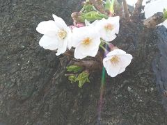 立石さくら祭り　数年振りに晴れました☆