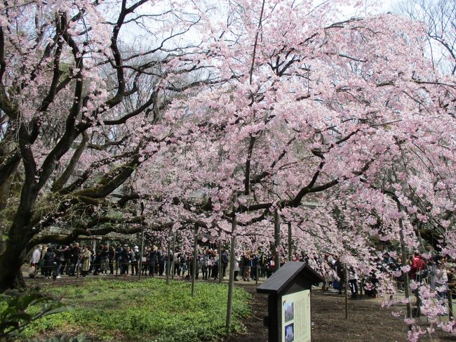 まだ満開前ですが、桜を観てきました！<br /><br />駒込の六義園と、王子の音無親水公園、飛鳥山の桜です。