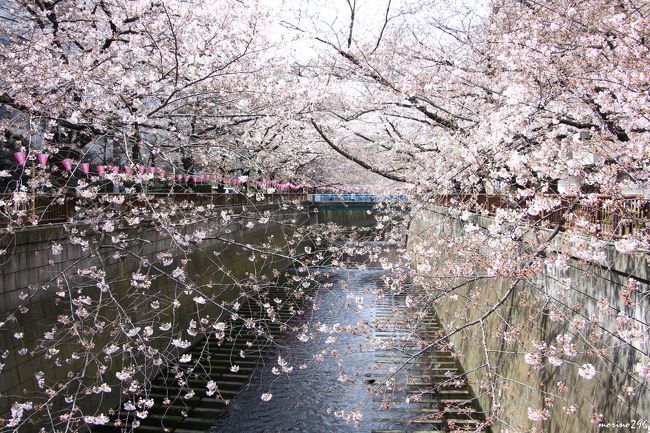 ２０１７年の桜、開花は早かったものの、なかなか見頃となりません。<br />そんな中、都内でも目黒川の桜は、早く見頃を迎えたとのことで出掛けてみました。<br /><br />この日は、中目黒駅からスタート、池尻大橋まで目黒川に沿って歩きましたが、桜（ソメイヨシノ）の木によって咲き具合に差がありました。<br />