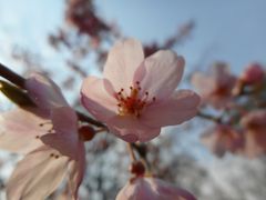 【2017.3散歩】六義園桜散歩