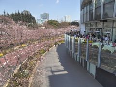 桜　街歩き　六本木