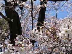 上野公園たびたび～チラッとお花見&御朱印編～