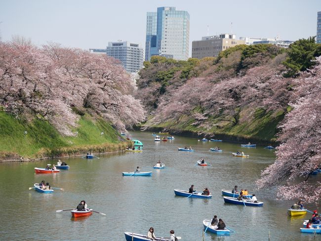 東京九段・見頃の千鳥ヶ淵～イタリア文化会館～北の丸公園を訪れて