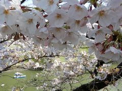 都内の桜名所を周遊