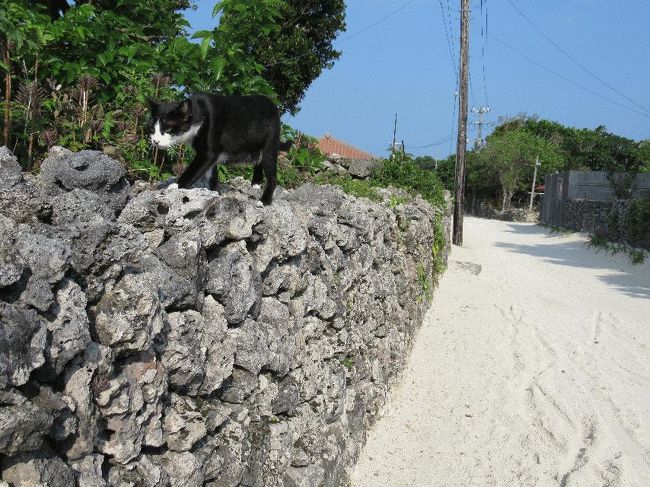 ■はじめに<br />　今回の行先は、猫島として認知されている島々の中では最南端に位置する沖縄県の竹富島である（場所は石垣島のすぐ近く）。今から15年くらい前に訪問したことはあるが、猫を意識して行くのは初めてである。<br />　場所が場所だけにどう行っても値段は高いが、JALのツアーで往復＋ホテル1泊で4万円程度のものがあったので、それを決済しておいた。それなりの値段であるが、普通の割引運賃で往復するよりは安い。<br /><br />＠竹富島にて
