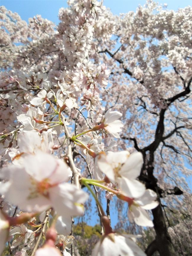 今年の関西は春は気温が低く、桜の開花が遅れています。<br />気になる京都の桜の状況を周ってきましたので、観光の参考にして下さい。<br /><br />八幡市の淀川河川公園背割堤地区・梅小路公園・東寺<br />高瀬川（五条）・冷泉通の桜並木と観光船・京都御苑<br />水火天満宮・本満寺・哲学の道・嵐山など<br />　<br />バイクでぐるっと周ってきました！