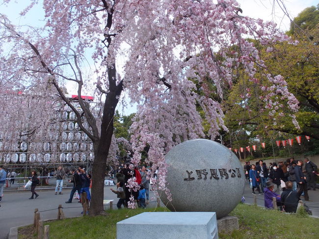 上野公園の桜を求めて 2017/04/03<br /><br />上野公園で花見、満開のようです。ウィークデイなのに凄い人でした。花見をする人、宴会を楽しんでいる人、半分以上は外国人のように思いました。最近では、外国の人も宴会をやっているのですね。