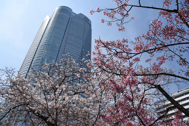 前日にアド街で千鳥ヶ淵を特集していたので、花見に行こう。<br />ちょうど新国立博物館のアンデパンダン展に行く予定だったので、飯田橋駅～千鳥ヶ淵～新国立博物館～毛利庭園～六本木駅と約10kmを散歩してきました。しばらく山へ行っていないので歩いておかないと。<br /><br />桜は、テレビでは満開とのことですが、千鳥ヶ淵ではまだまだ蕾も多く、見頃はあと数日先。毛利庭園はきれいに咲いていました。桜咲く春到来で会社帰りにしばらくは春を楽しめそうです♪