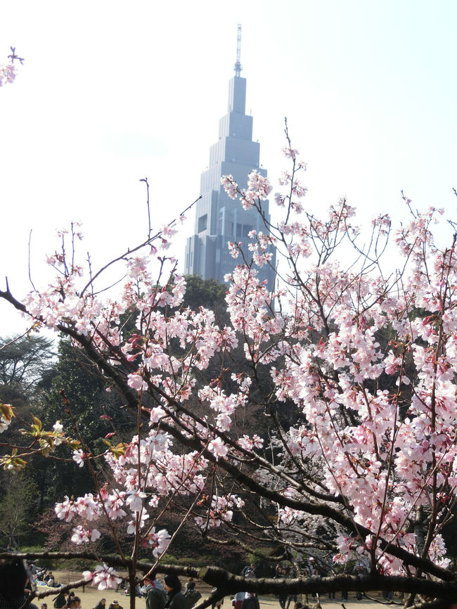 新宿御苑でお花見散歩しました。<br />桜は品種により開花時期が違うので、満開の木とまだつぼみの木が混在していました。<br />しだれ桜は満開、ソメイヨシノは5分咲きといった感じでした。