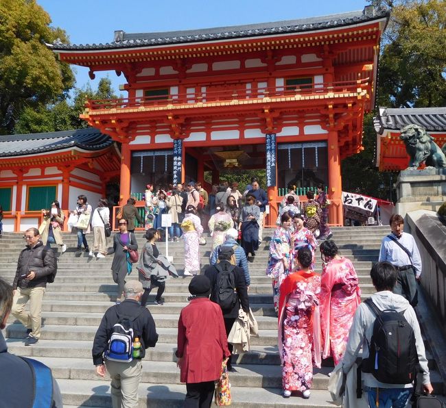 今年初めてのお花見。<br />コースは、七条京阪駅→鴨川西岸桜並木→東福寺→光明院→京阪鳥羽街道駅→神宮丸太町→六盛→平安神宮入口→神苑→八坂神社→円山公園→祇園白川。<br />開花が遅れていて、午前の部は、ほとんど蕾。午後の部は、満開の場所もありました。