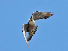 野鳥撮影記録（２０１７年４月）その２・湘南から