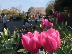横浜中華街から山下公園、一瞬のお花見ツアー