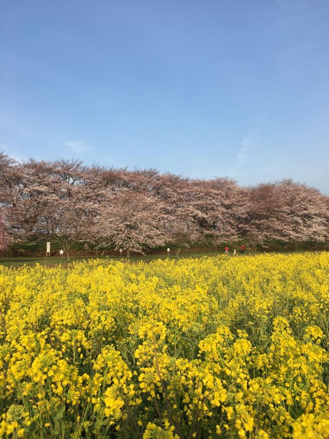 3月は繁忙期かつ花粉症のため基本ゼロ旅行。<br />4月こそ春を満喫してやる~と意気込んでみたのの、<br />今年の桜は満開となる頃ちょうど前線が通過する・・・らしい。<br /><br />あーこりゃまたアレをやるしかないか。<br />ってことで昨年のヒガンバナに続くエクストリーム出社に。<br />(ヒガンバナの旅行記→http://4travel.jp/travelogue/11173915)<br /><br />最近遅刻したばっかりだったし、<br />絶対に遅れたくはないタイミングだけど、<br />ここはえいや!で出かけることにしました。<br /><br />風にたゆたう菜の花と、桜のトンネルを、<br />出社前のわずか50分で駆け抜ける・・・<br />生き急ぐような旅は、まるで桜の花そのもの(*‘ω‘ *)<br /><br />公式開花情報→http://www.satte-k.com/kaika/<br /><br />