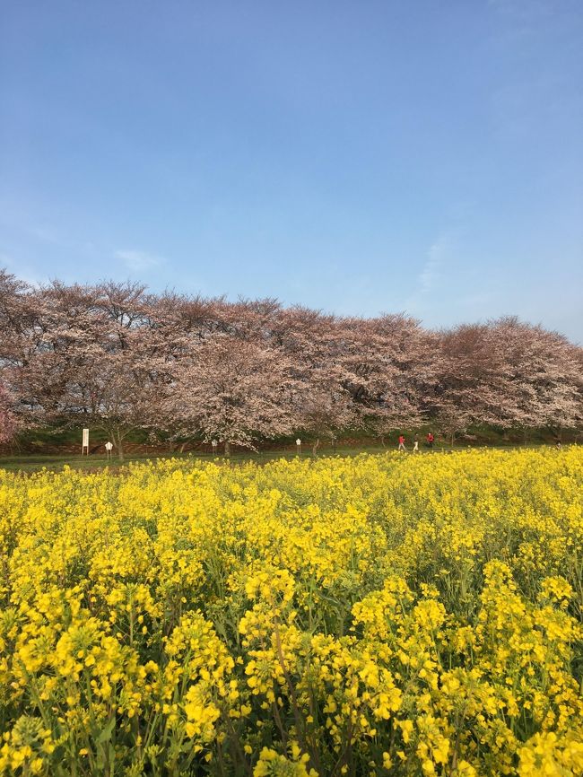 3月は繁忙期かつ花粉症のため基本ゼロ旅行。<br />4月こそ春を満喫してやる～と意気込んでみたのの、<br />今年の桜は満開となる頃ちょうど前線が通過する･･･らしい。<br /><br />あーこりゃまたアレをやるしかないか。<br />ってことで昨年のヒガンバナに続くエクストリーム出社に。<br />(ヒガンバナの旅行記→http://4travel.jp/travelogue/11173915）<br /><br />最近遅刻したばっかりだったし、<br />絶対に遅れたくはないタイミングだけど、<br />ここはえいや！で出かけることにしました。<br /><br />風にたゆたう菜の花と、桜のトンネルを、<br />出社前のわずか50分で駆け抜ける･･･<br />生き急ぐような旅は、まるで桜の花そのもの(*‘ω‘ *)<br /><br />公式開花情報→http://www.satte-k.com/kaika/<br /><br />