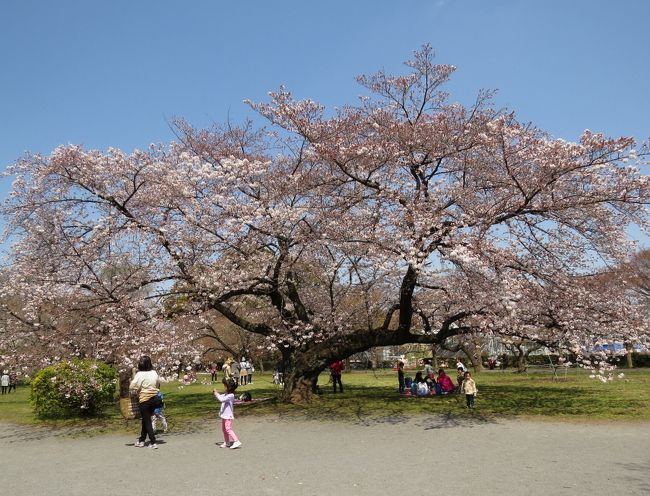 現在の「播磨坂」辺りには、江戸時代に松平播磨守の上屋敷であり、千川が流れる低地一帯には「播磨田んぼ」が広がっていました。そのことから、この坂道が「播磨坂」と呼ばれるようになりました。昭和35年（1960）に「全区を花でうずめる運動」により桜の若木が植えられ、現在では立派なさくら並木となっています。春日通りから千川通りまでの約500mのなだらかな坂道に、ソメイヨシノを中心に３列約120本のさくら並木が続きます。<br /><br />「小石川植物園」は、正式には東京大学大学院理学系研究科附属植物園で、植物学の研究・教育を目的とする東京大学の教育実習施設です。 日本でもっとも古い植物園で、世界でも有数の歴史を持つ植物園の一つです。 貞享元年(1684)に徳川幕府が設けた「小石川御薬園」がこの植物園の遠い前身です。明治10年（1877）に、東京大学が設立された直後に附属植物園となり、日本の近代植物学発祥の地でもありました。