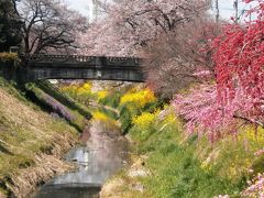 元荒川中流域の桜