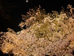 やっと桜が咲いた飛鳥山