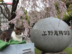 2017年　ほぼ満開☆上野恩賜公園～猫ちゃんもお花見＆ペリカンのロールパンをGET!～※夜桜を追加しました♪