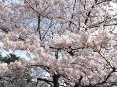 新宿御苑、満開の桜が待ってました！