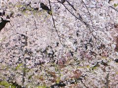 桜が見頃です♪～2017.4.5～小石川後楽園