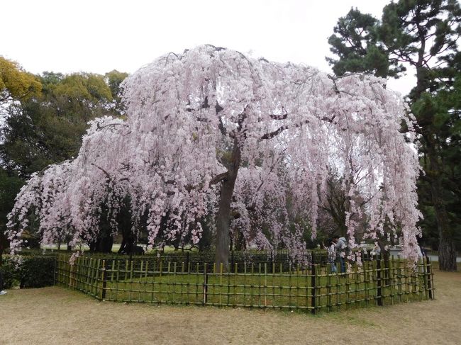 昨年と同日の4月5日、京都御苑を訪問。今年は開花が遅れたため、枝垂れ桜が満開。地下鉄今出川駅下車、乾御門から入り、時計回りに一周。軽食込み、約2時間で、いろいろな種類の桜を楽しみました。