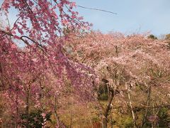 そうだ！京都行こう