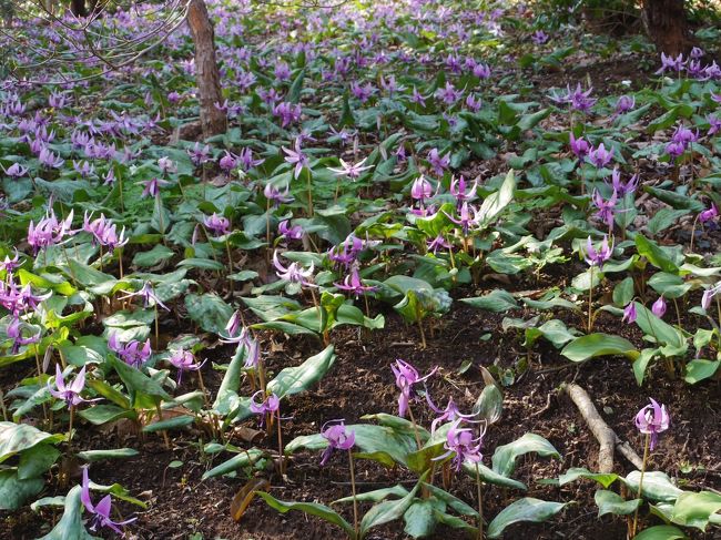 ３年前、初めて城山かたくりの里に行き紫の妖精のようなカタクリの花を見てきました。今年もぜひにと思って公式ＨＰをチェックして待っていましたが、なかなか見頃になりません。４月に入ってやっと見頃になったようです。今週後半は天気が悪いようなので今日行ってきました！