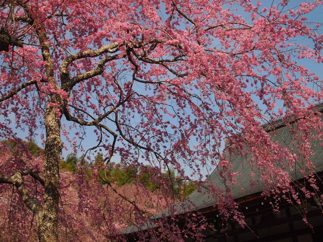 桜が満開を予想して、ホテルの予約をしたのに、<br />今年は少し遅くて、ちょっと残念。<br />でも天龍寺のしだれ桜は満開でした。