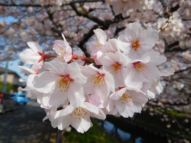  今年も川越氷川神社下へ桜の花を見にショートトリップです、現在8-9分咲きです。<br />昨年度も出かけて旅行記を投稿したので、重複の記事・写真はご勘弁をお願いします。<br /><br />写真　桜の花弁をアップで！