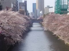 目黒川の桜