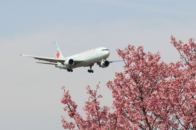 成田市さくらの山公園。成田空港の撮影スポットとして知られた公園。<br />以前はクルマでなければ不便な場所で、限られたマニアしか行かなかった場所だが、近年整備され訪問しやすくなった。<br /><br />4月1日からJRバス関東の路線バスが延伸され、空港と直接結ばれることになった。といっても1日あたり片道5便のみだけだが・・・<br /><br />今回は成田空港第一ターミナル展望デッキで撮影を楽しんだ後、バスが新設された区間に乗車。さくらの山で花見と飛行機見物を楽しむ。<br />サクラは限られた本数しか咲いていない状況だったが、気持ちのよいひと時を過ごせた。<br /><br />成田といえば巨体のA380、この日はタイ航空の2機に復活したエミレーツ航空・・・<br />そのほかの飛行機を含め、羽田とは違う楽しみがあった。