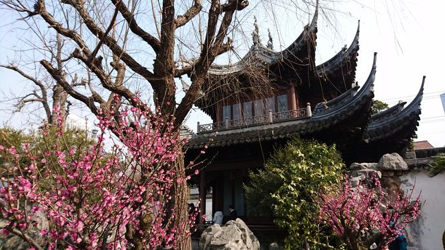 2017年2月 上海旅行4日目♪豫園でお花見～焼き小籠包ランチ～帰国♪