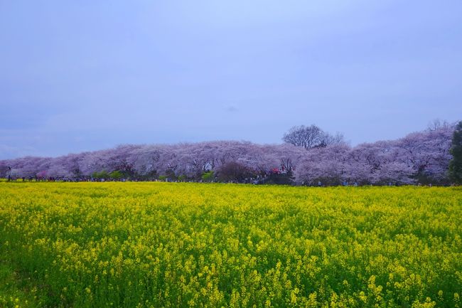 2017年4月6日　権現堂桜堤へ行きました　