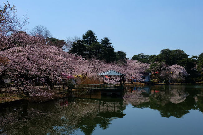 お弁当もって<br /><br />　どこ行くの<br /><br />　　大宮公園お花見に<br /><br />じつは　東京駅方面の電車が混んでいて<br /><br />　下りの電車は空いていた<br /><br />思いだしました　大宮公園の桜を　満開だろうと来てみれば。<br /><br />大宮公園<br /><br />https://www.pref.saitama.lg.jp/omiya-park/ryokukajoho.html<br /><br />歴史と民俗の博物館<br /><br />http://www.saitama-rekimin.spec.ed.jp/