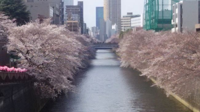 　目黒川の桜を見に行ってきました。まだ満開ではないですが、非常に綺麗でした。また、満開のとき見に行きます。