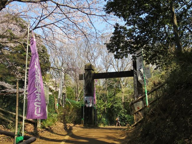 駅からハイキング＆ウォーキングイベント　緑あふれる小机城址と鶴見川を巡る　4月1日～4月30日までのイベントに参加してきました。<br /><br />コースの説明：小机城址市民の森で中世への想いを馳せつつ、日産スタジアム周辺の施設をはじめとし、鶴見川の堤防道や太尾緑道をゆったりと散歩いただけるコースです。4月9日（日）には、小机城址まつりが開催されます。<br /><br />所要時間：4時間45分（施設での見学時間含む）<br />歩行距離：約13ｋｍ