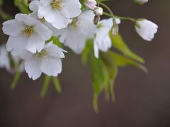 春旅  ふら～り西浦半島巡りと桜さんぽ