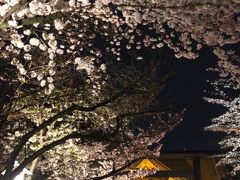 今年も見頃に迎えた夜桜能の夕べ（前編）恒例の靖国神社の夜桜能はおぼろ月夜の満開真っ盛り@