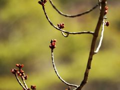 神戸市立森林植物園に春の息吹を求めて