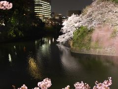 今年も見頃に迎えた夜桜能の夕べ（後編）まだ明るい日没後の北の丸公園からライトアップの千鳥ヶ淵の荘厳な景色