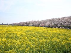 千本の桜と菜の花畑が楽しめる幸手権現堂桜堤