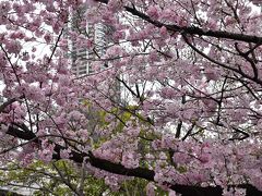 武蔵小杉界隈の桜と花桃散歩 2017（川崎）