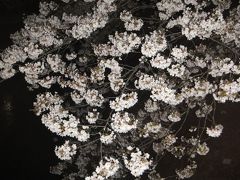 ２０１７年の桜観賞・・・・・③善福寺川緑地公園夜桜２