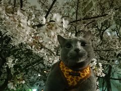 ときどき、猫とお散歩３     仙台堀川公園で夜桜見物