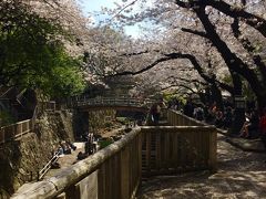 【東京】2017お花見にでかけました、王子・音無親水公園～飛鳥山公園